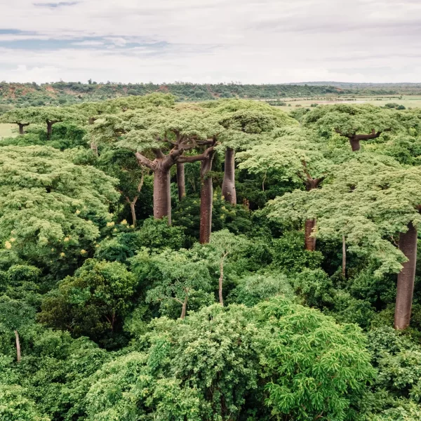 LSS-Madagascar-Miavana-01
